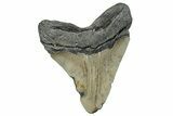 Serrated, Fossil Megalodon Tooth - North Carolina #258045-1